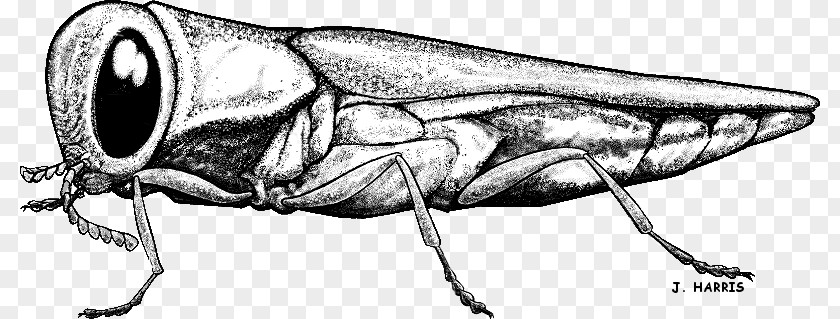 Soil Spread Beetle Emerald Ash Borer Clip Art Drawing PNG