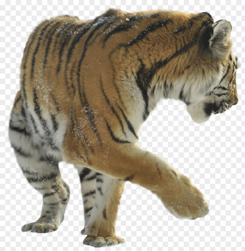 Tiger Felidae Lion Cat Cheetah Bengal PNG