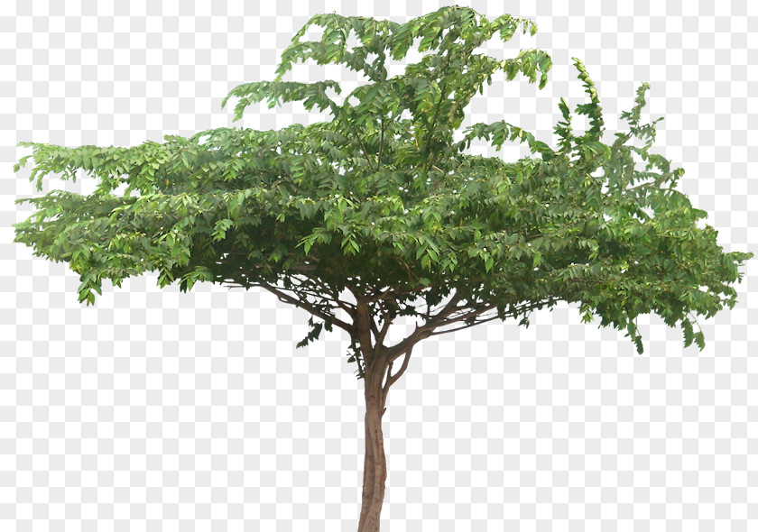Tropical Plant Muntingia Calabura Tree Arecaceae PNG