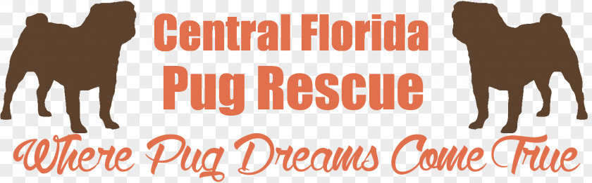 Vip Rescue Of Central Florida Puggle Your Pug Snout PNG