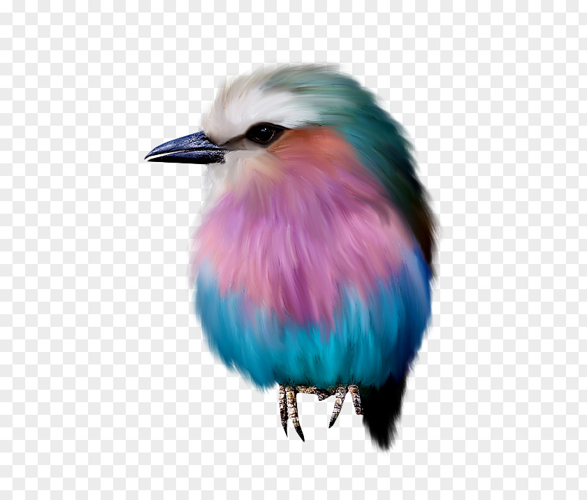 Color Animal Bird Drawing Animation PNG