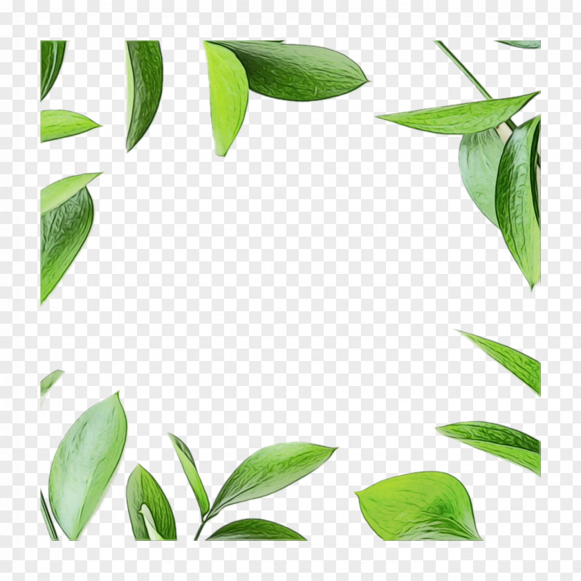 Eucalyptus Flowering Plant Leaf Green Flower Tree PNG