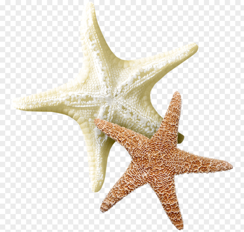 Starfish Echinoderm Sea Clip Art PNG