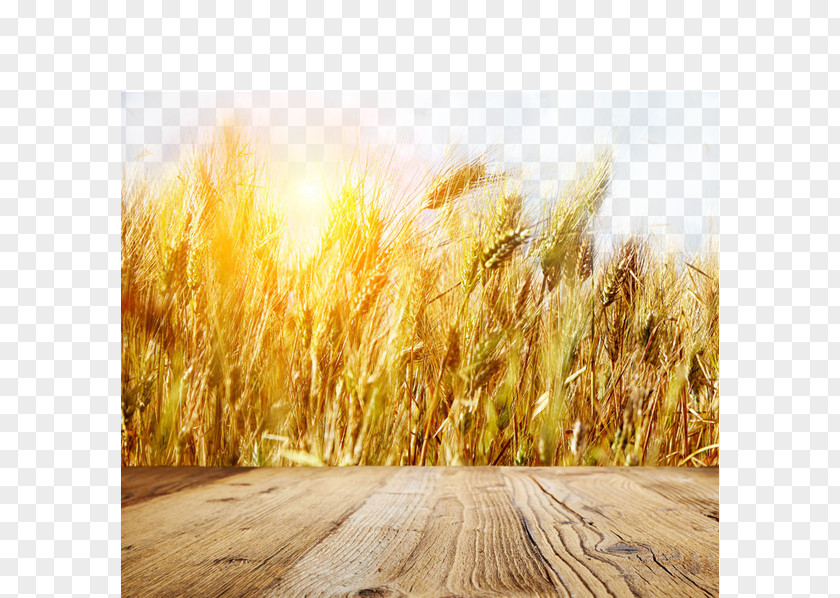 Wheat Fields Gold Banner PNG Banner, Golden wheat field, beige field during daytime clipart PNG