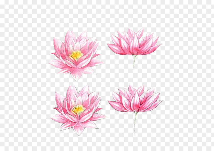 Lotus Photos Free Dig Fresh Material Watercolour Flowers Watercolor Painting Drawing PNG