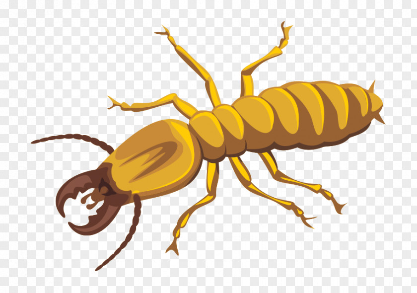 Pest Control Termite Fountain Hills Clip Art PNG