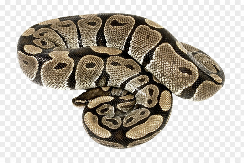 Snake Boa Constrictor Reptile PNG