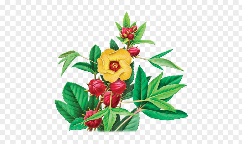 Tea Hibiscus Herbal Bag PNG
