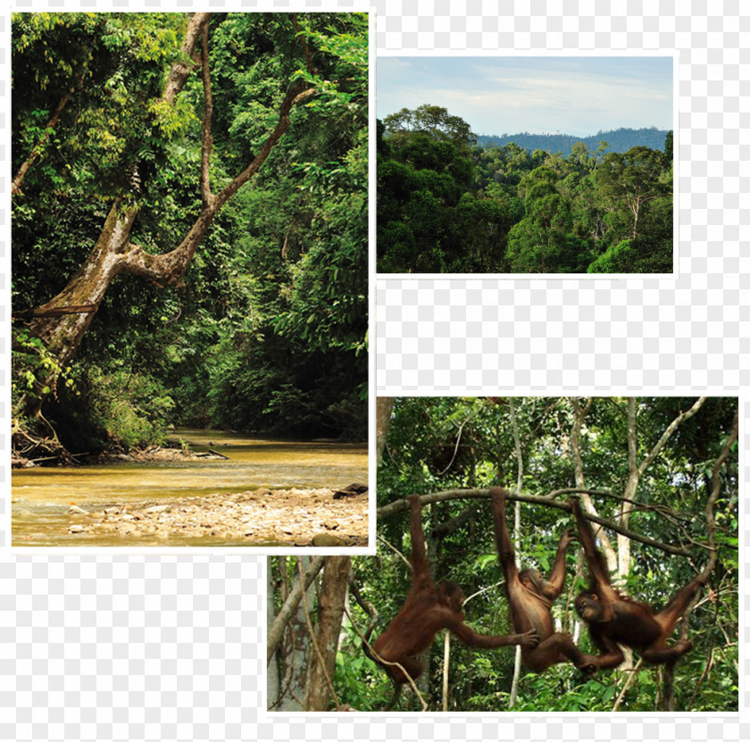 Borneo Rainforest Ecosystem Orangutan Survival Deutschland Old-growth Forest PNG