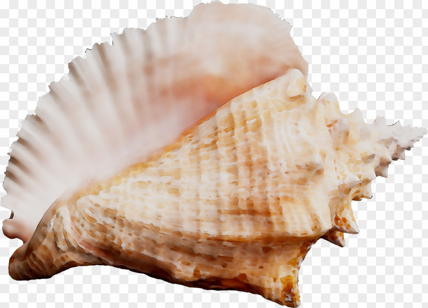 Cockle Seashell Conchology Sea Snail PNG