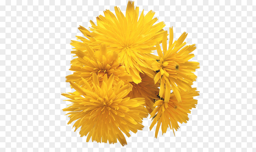 Dandelion Love Songs You Light Up My Life In The Mood Somewhere PNG