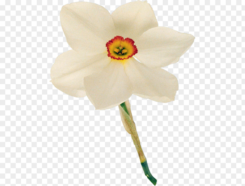 Flower Daffodil Cut Flowers Color Yellow PNG