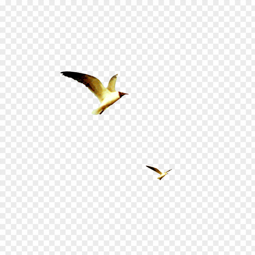 Flying Bird Beak Yellow Wallpaper PNG