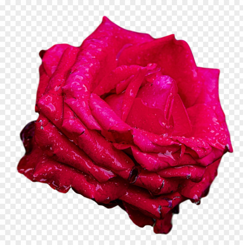 Garden Roses PNG