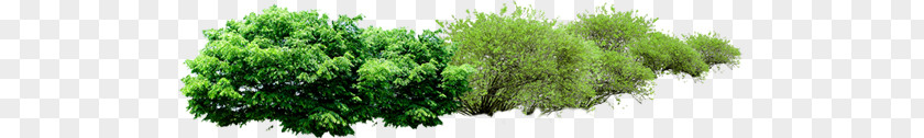 Green A Row Of Trees PNG a row of trees clipart PNG