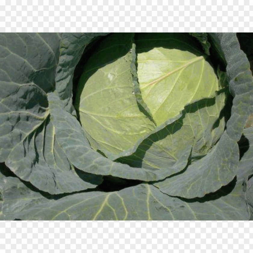 Green Cabbage Seed Vegetable Collard Greens Sakata PNG