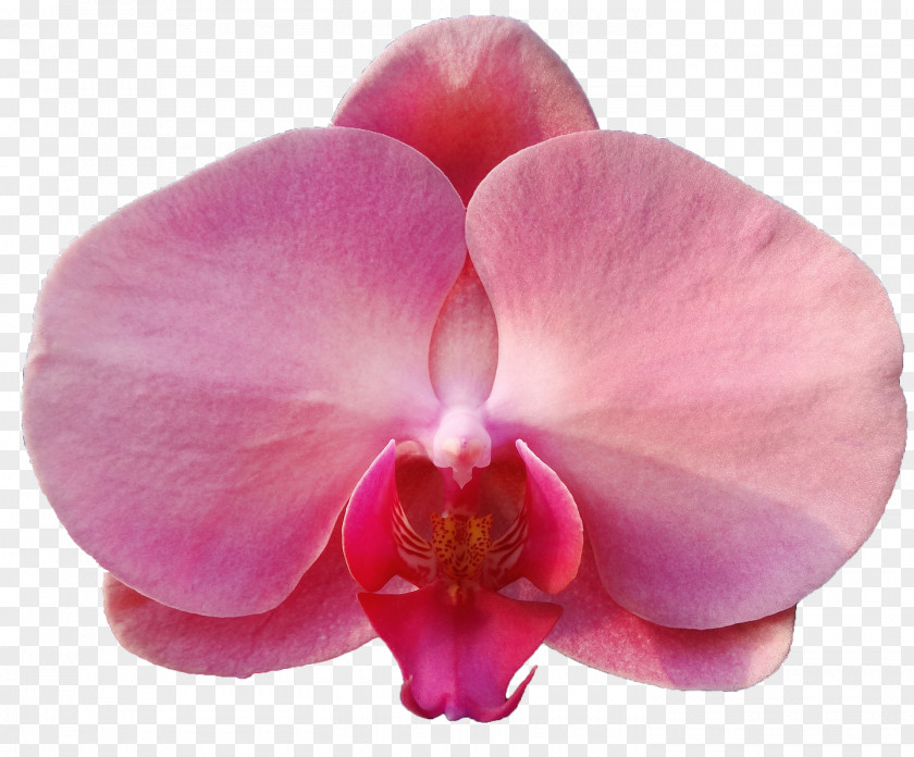 Violet Moth Orchids Close-up Petal Pink M PNG