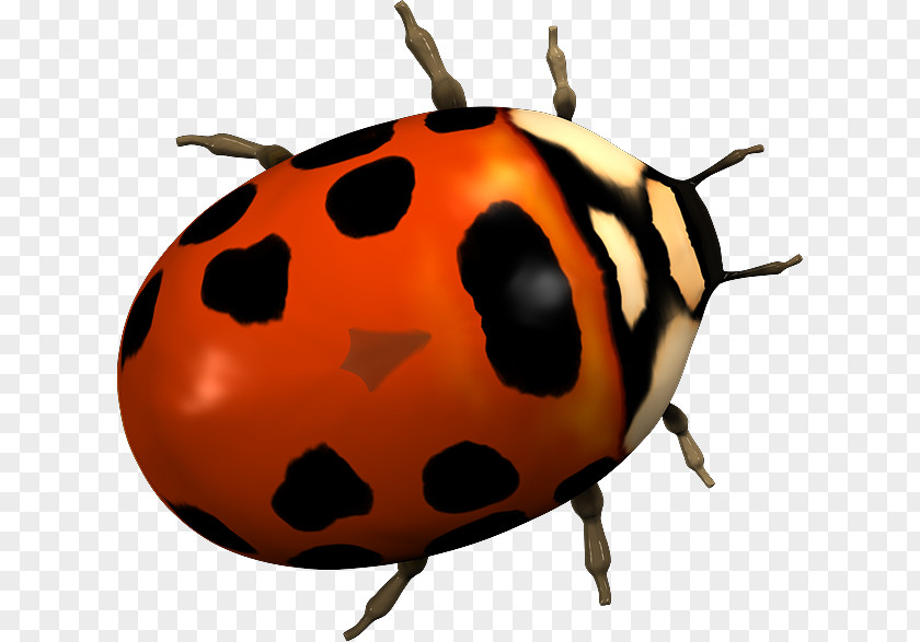 Beetle Ladybird 2403 (عدد) Clip Art PNG