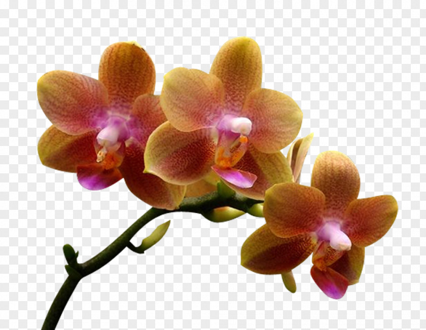 Orchids Flower Moth Dendrobium Orchis PNG