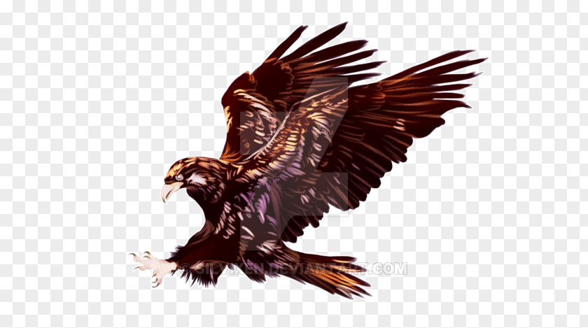 Watercolor Eagles Bald Eagle Hawk Vulture Beak PNG