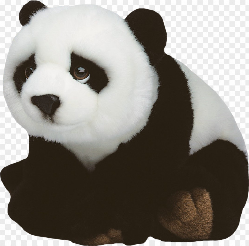 Giant Panda Teddy Bear PNG panda bear, bear clipart PNG