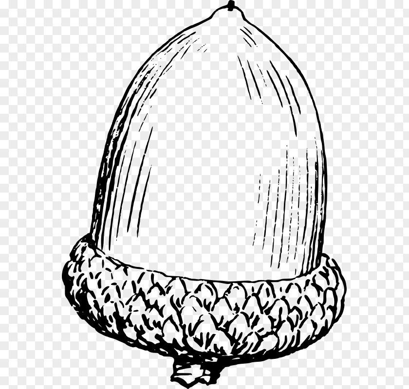 Oak Acorn Drawing Line Art PNG