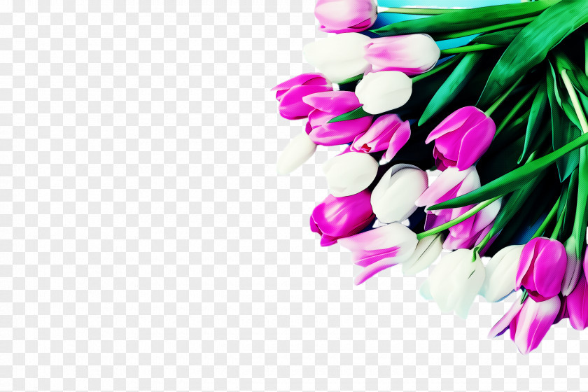 Pink Flower Plant Tulip Spring PNG