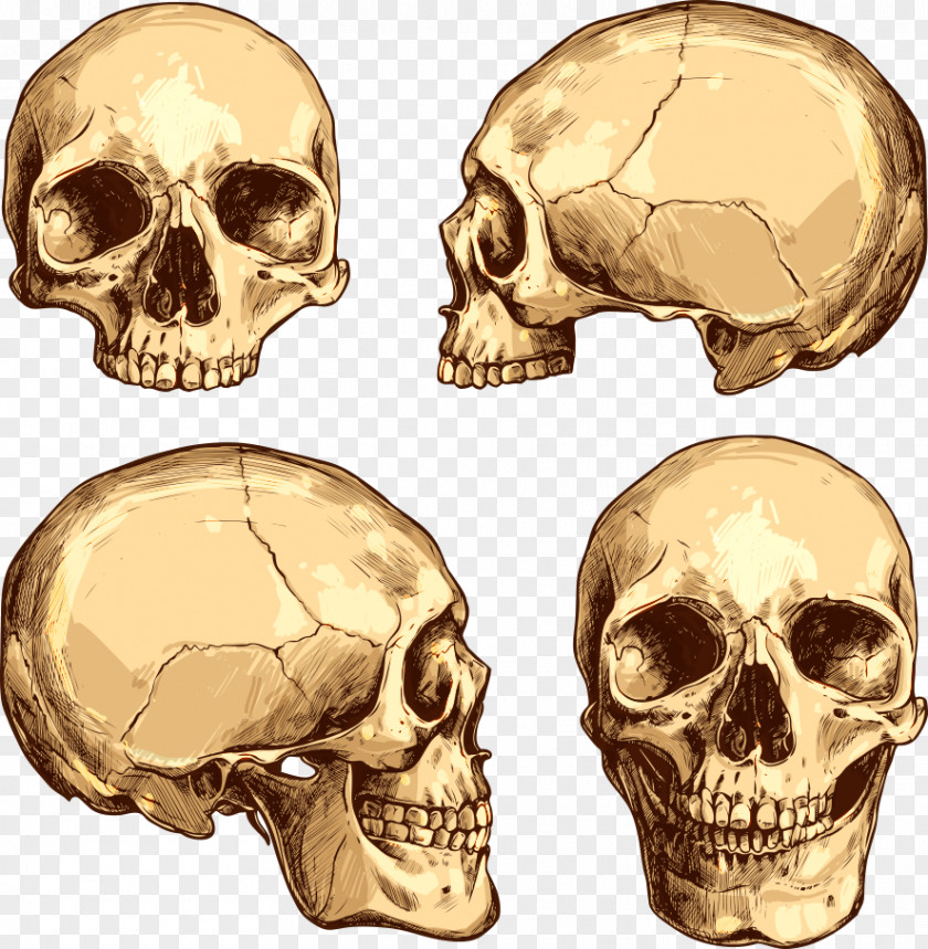 Vector Horror Skull Drawing Royalty-free Illustration PNG
