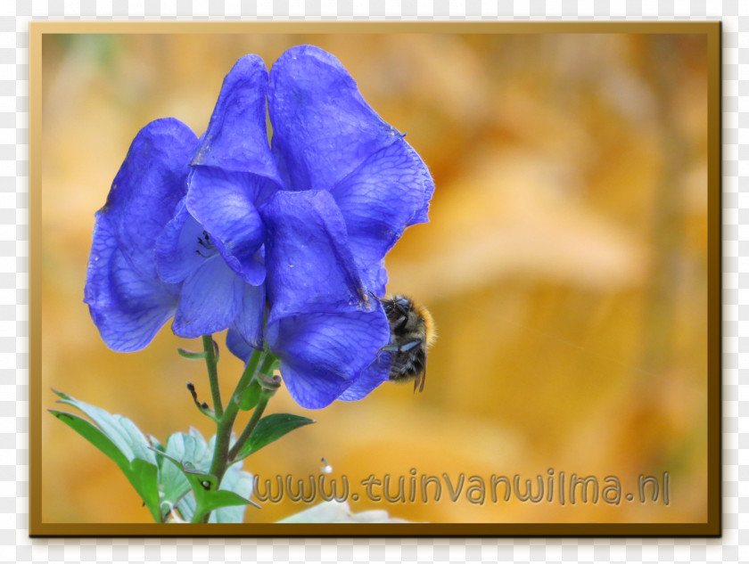 Violet Petal Wildflower Annual Plant Bellflowers PNG