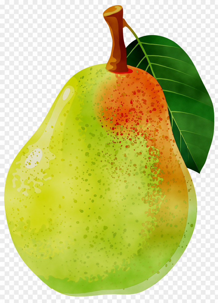 Clip Art Openclipart Free Content Bosc Pear PNG