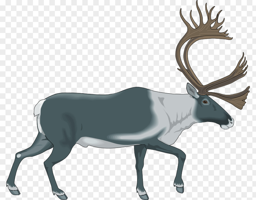Free Animal Vector Reindeer Download Stock.xchng Clip Art PNG