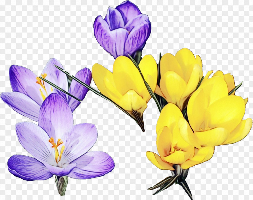 Saffron Crocus Snow Flower Cretan Plant Tommie PNG