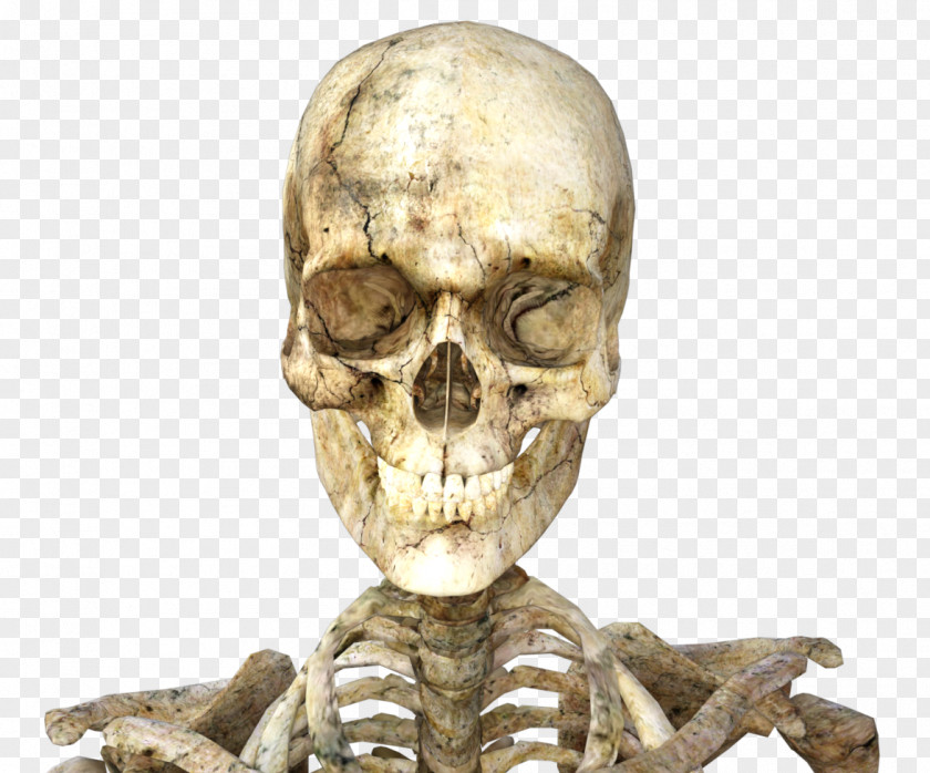 Skeleton Skull Icon PNG