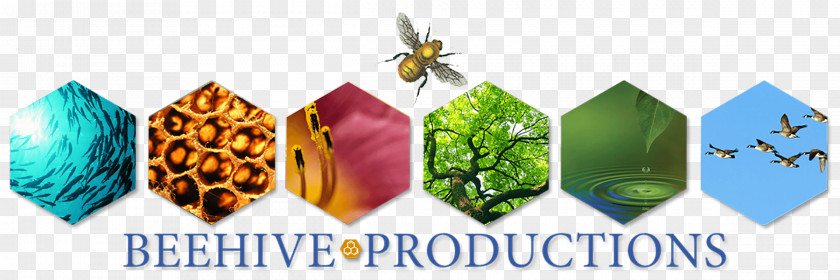 Bee Beehive Image Clip Art PNG