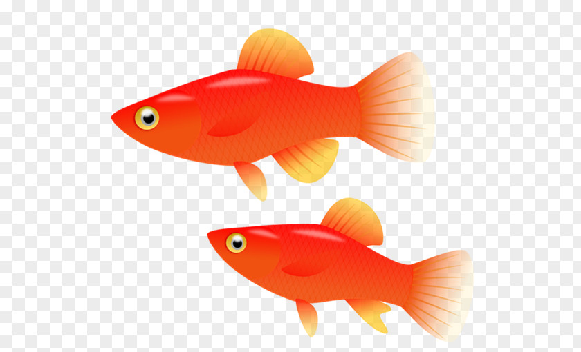 No Fish Cliparts Goldfish Southern Platyfish Clip Art PNG