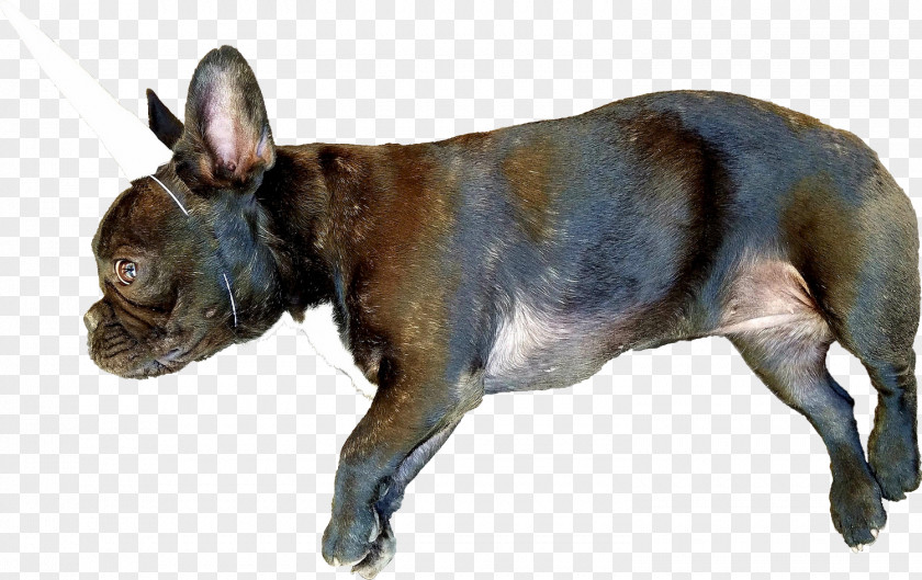 Puppy French Bulldog Dog Breed Unicorn PNG