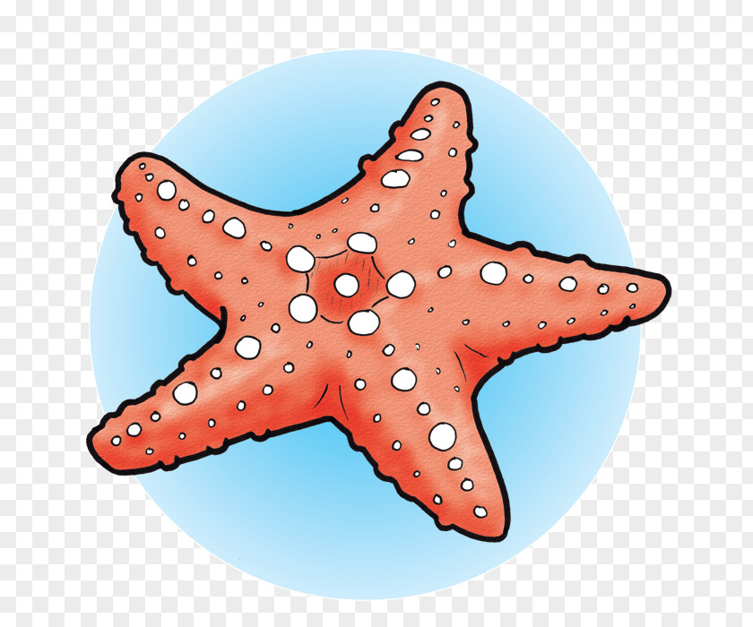 Sea Star Marine Invertebrates Starfish Echinoderm Biology PNG