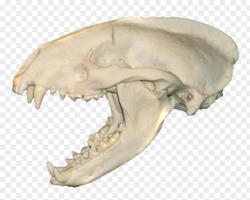Skull Snout Jaw Mouth 0 PNG