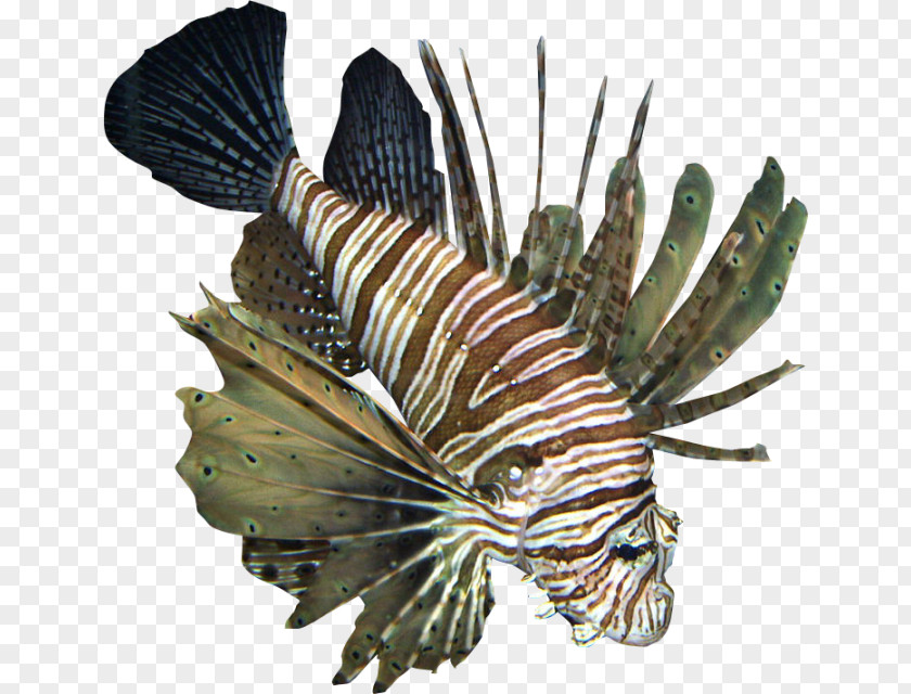 Tropical Fish Sea Underwater Clip Art PNG
