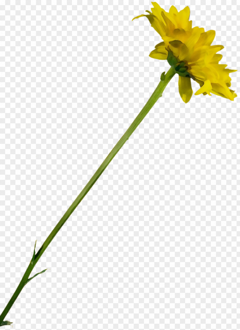 Wildflower Cut Flowers Flower Flowering Plant Yellow Pedicel PNG