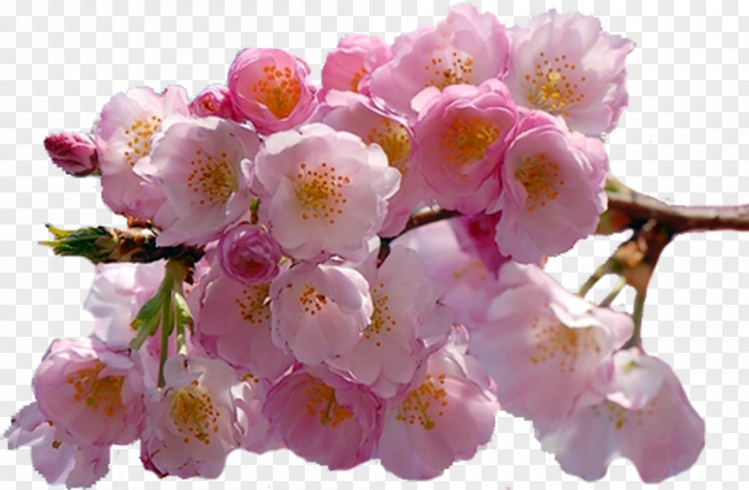 Cherry Blossom Clip Art PNG