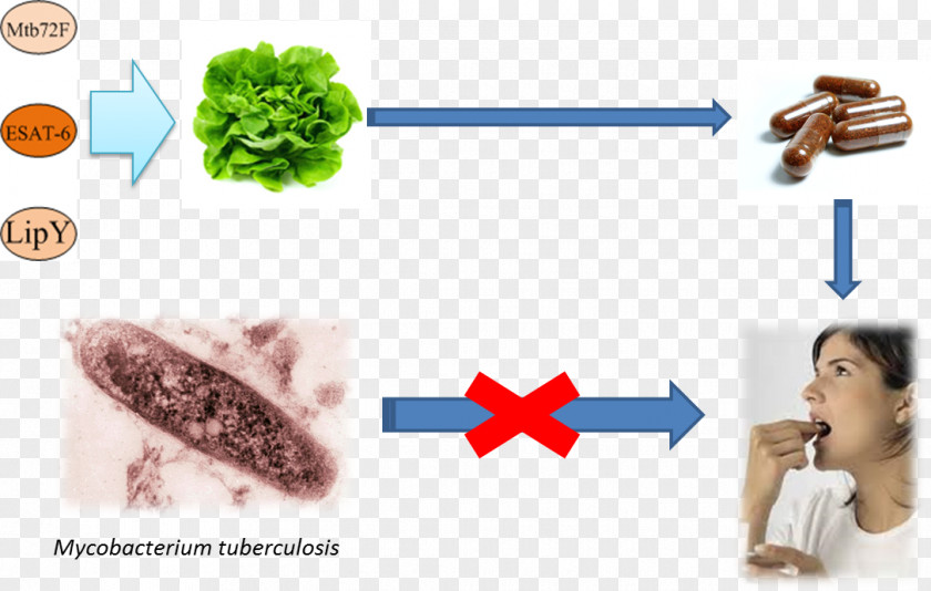 Design Mycobacterium Tuberculosis PNG