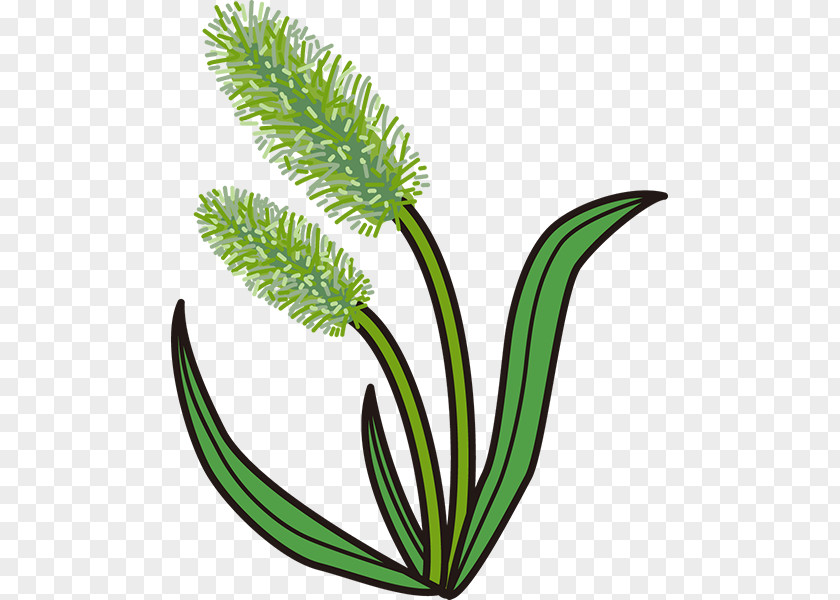 Grasses Illustration Setaria Viridis Clip Art Microsoft PowerPoint PNG