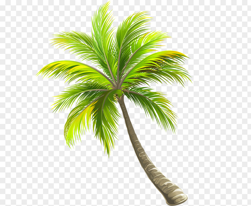Green Coconut Tree PNG