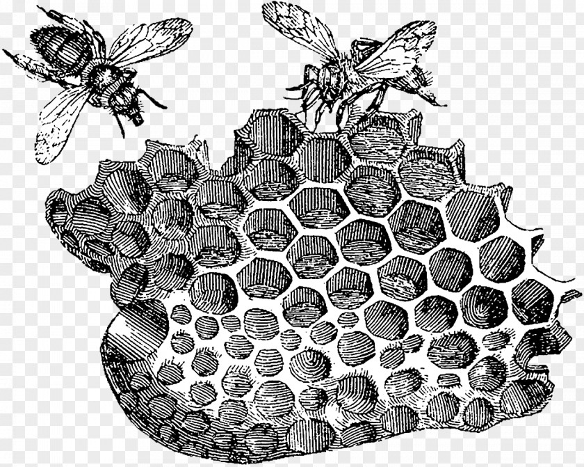Honeycomb Clipart Beehive Honey Bee Art PNG