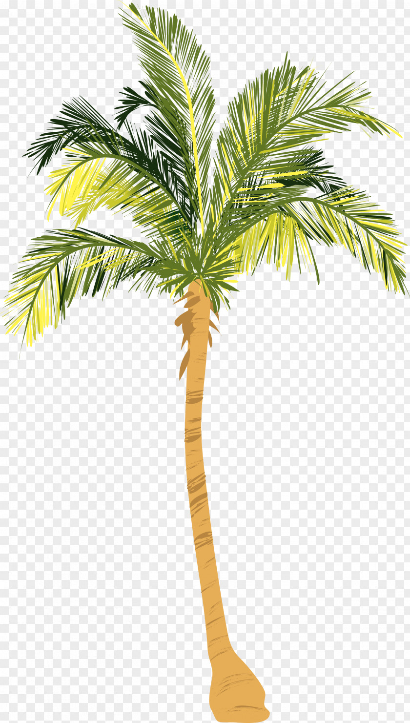 Palm Tree Nut Allergy Arecaceae Coconut Woody Plant PNG