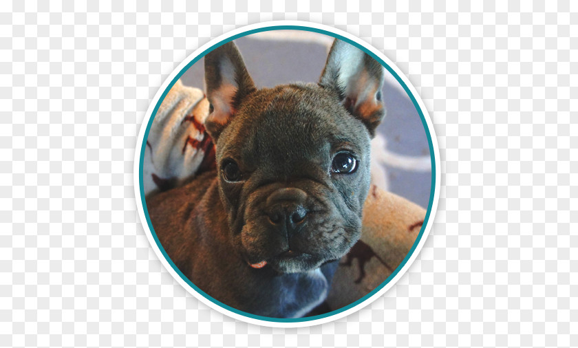 Puppy French Bulldog Pet Cat PNG