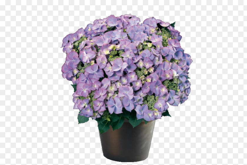 Hydrangea French Ornamental Plant Flower Violet PNG