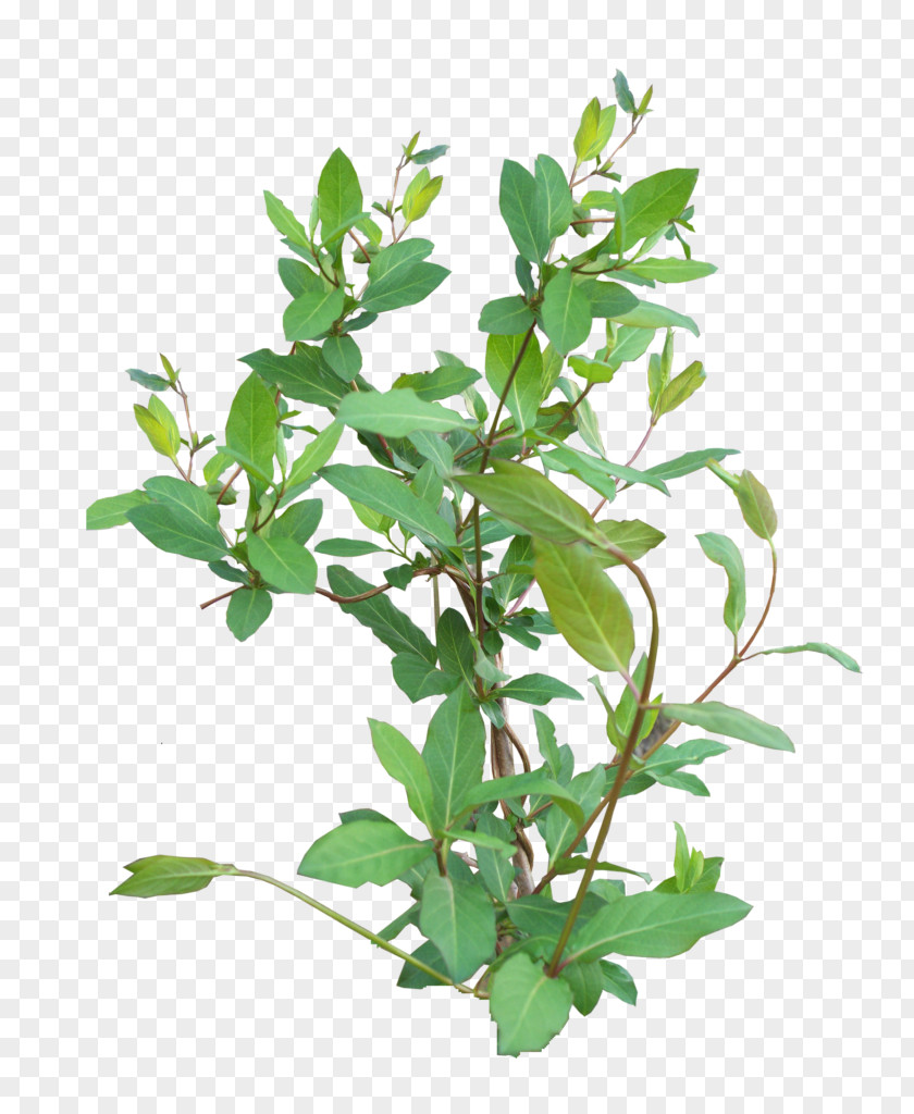 Mock Orange Twig Flower Plant Leaf Tree Branch PNG