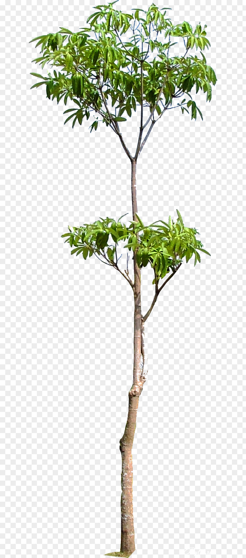 Arboles Tree Branch Woody Plant Trunk PNG